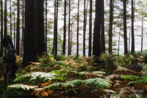 magical looking forest in Scotland.
