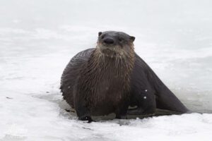 Otter on the ice