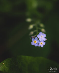 Forget me not flowers photograph