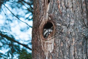 Raccoon in tree hole.