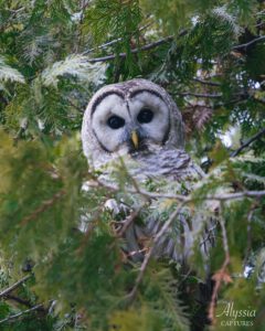 Barred Owl in a tree.