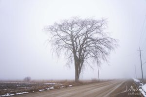 Foggy tree silhouette